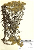 藏品(秋鼠麴草)的圖片